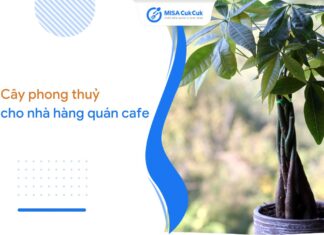 Gợi ý cây phong thuỷ nhà hàng, quán cafe rinh trọn tài lộc, thịnh vượng Cây phong thủy nhà hàng quán cafe