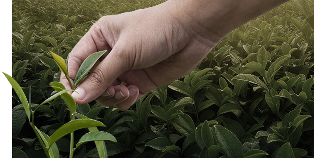 chiến lược marketing sản phẩm của ding tea