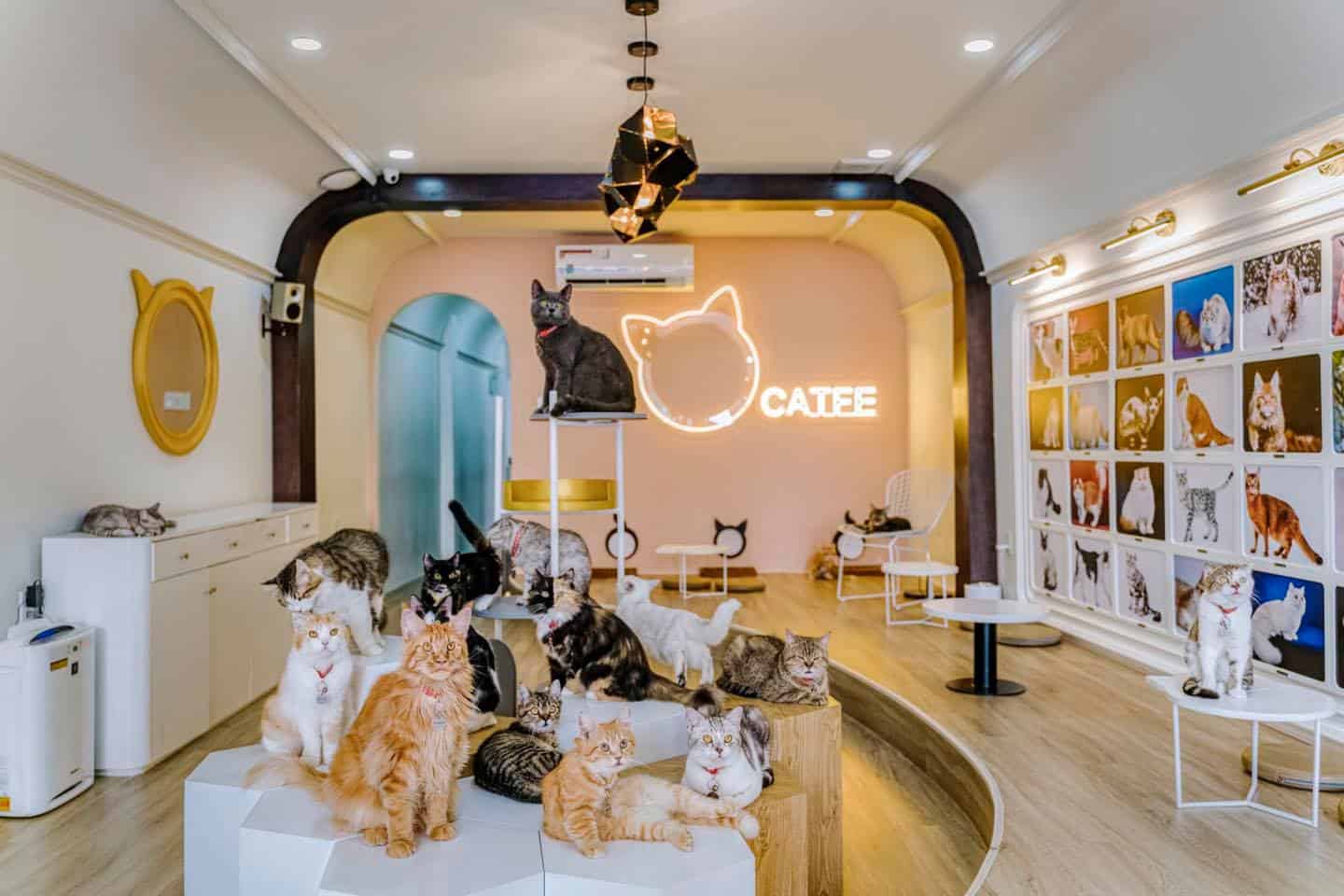 Mô hình kinh doanh pet coffee cà phê thú cưng