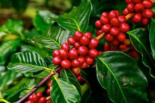 Cà phê Cherry