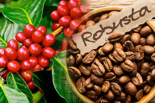 Cà phê Robusta