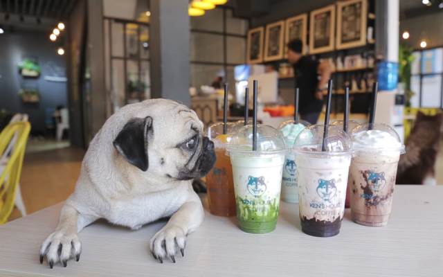 lập kế hoạch kinh doanh quán cafe thú cưng