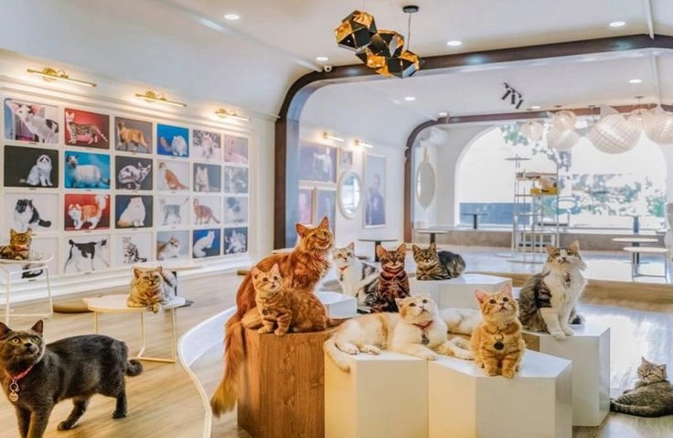 Mô hình cafe thú cưng
